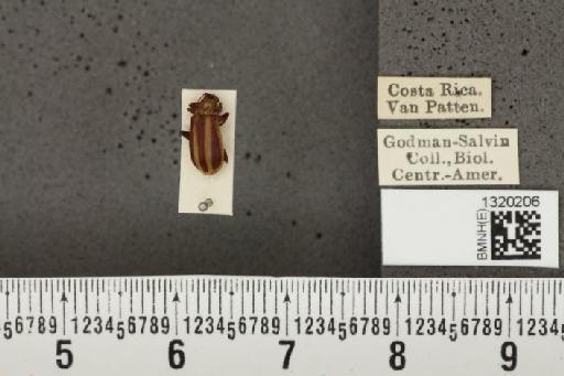 Acalymma coruscum costaricense Bechyné, 1955 - BMNHE_1320206_21127