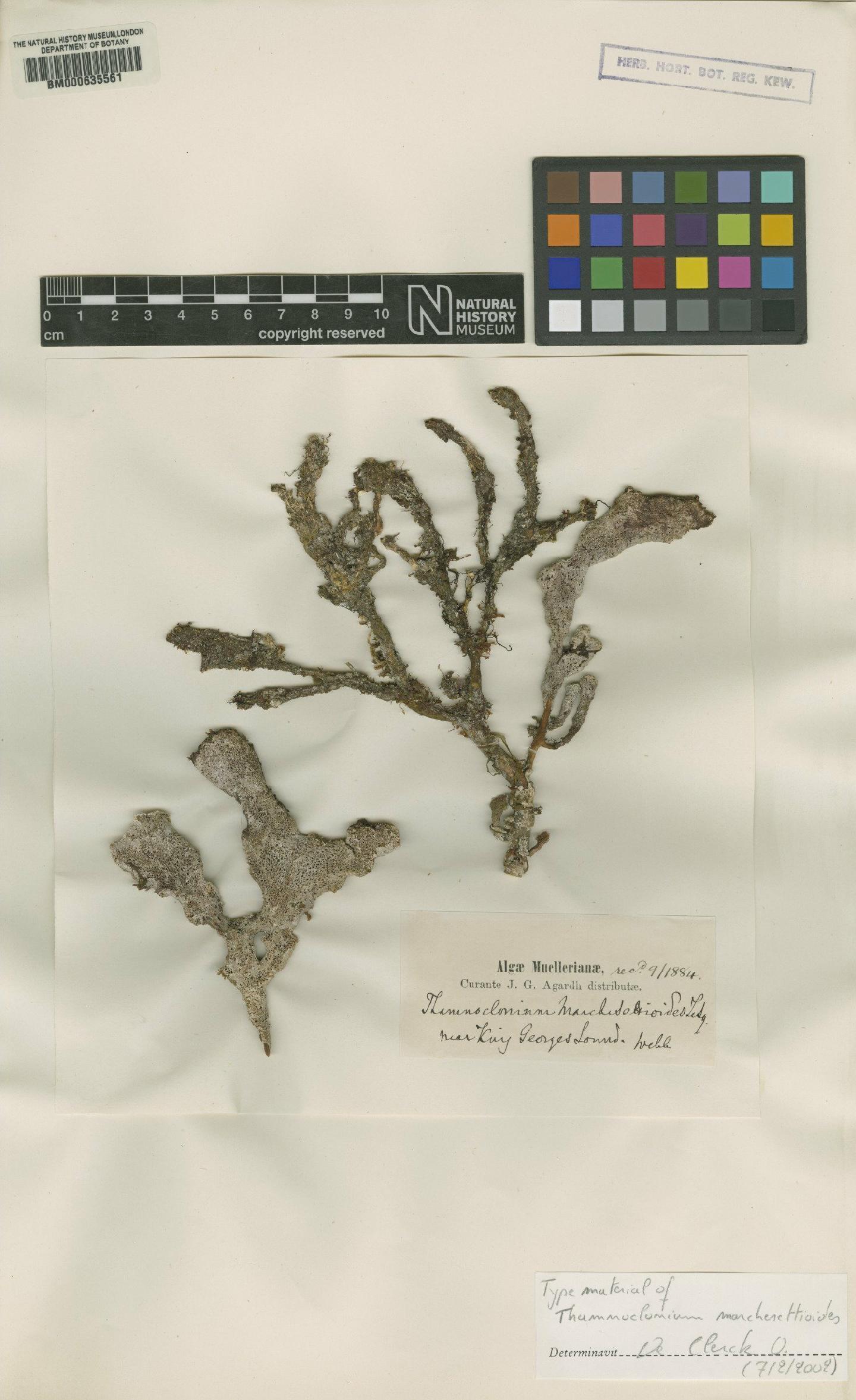 To NHMUK collection (Codiophyllum flabelliforme (Sond.) F.Schmitz; Type; NHMUK:ecatalogue:4791897)