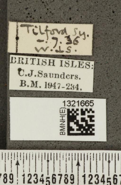 Crioceris (Crioceris) asparagi (Linnaeus, 1758) - BMNHE_1321665_a_label_11427