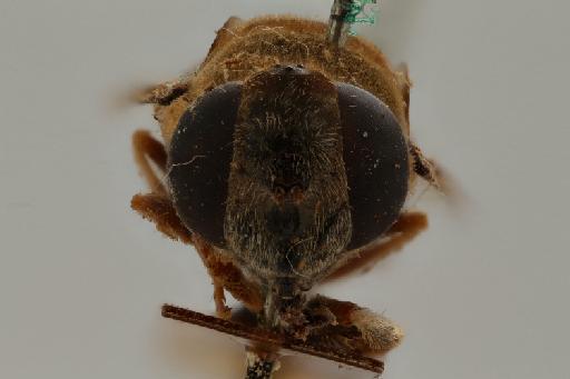 Phytomia bulligera (Austen, 1909) - Phytomia bulligera ST female anterior