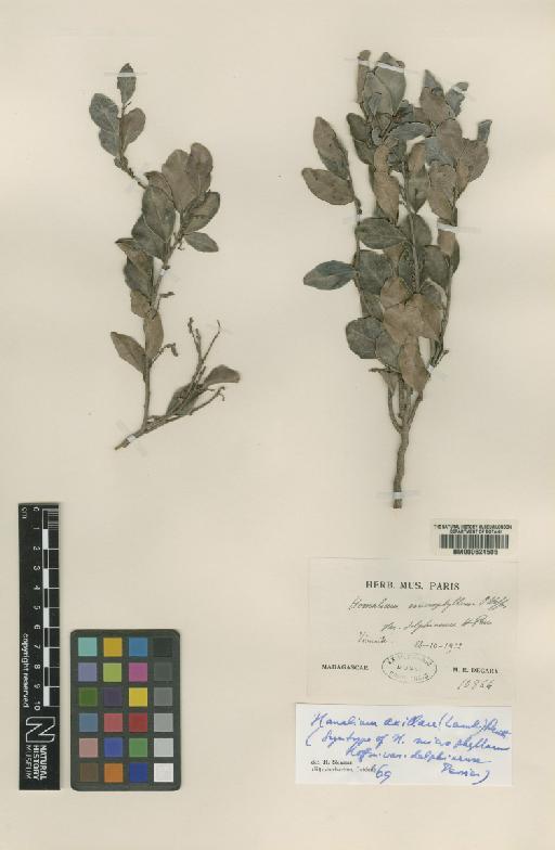 Homalium axillare (Lam.) Benth. - BM000624505