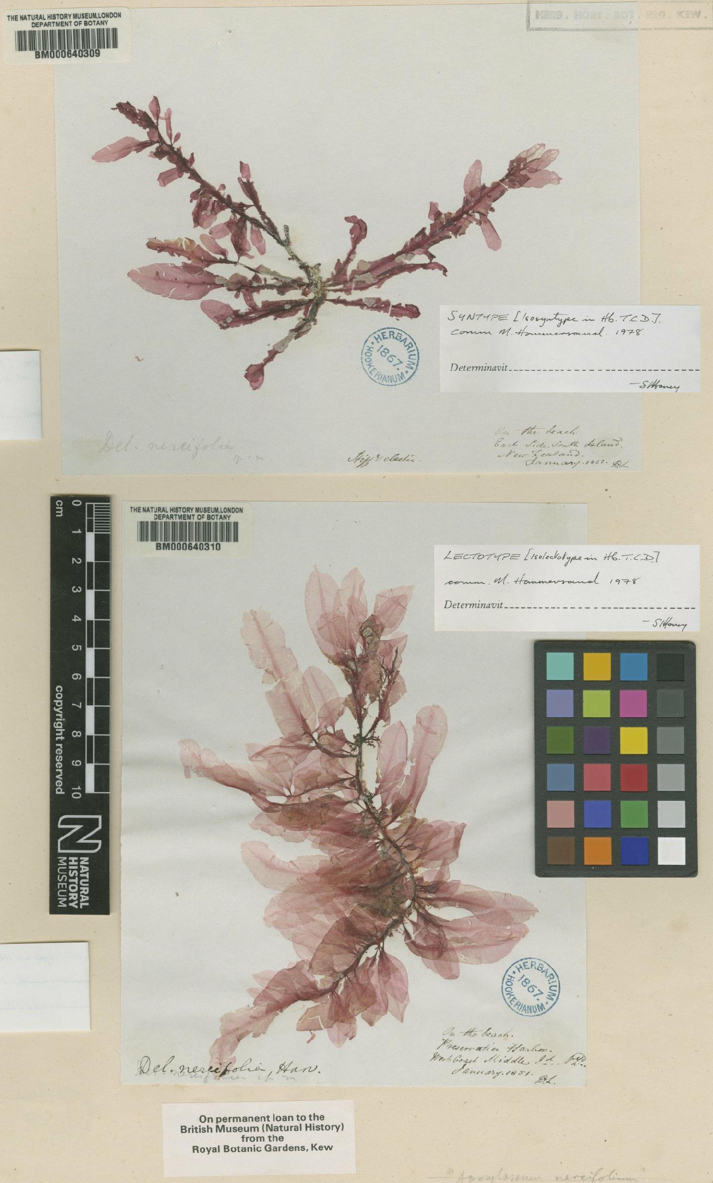 To NHMUK collection (Delesseria nereifolia Harv.; Syntype; NHMUK:ecatalogue:4792813)