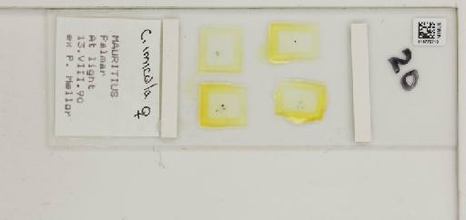 Culicoides imicola Kieffer - 014772710_284764_1334625_157799_NonType