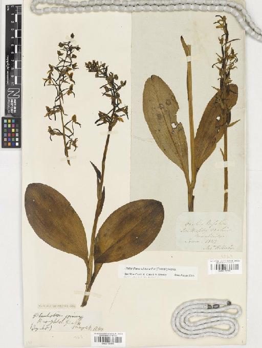 Platanthera chlorantha (Custer) Rchb. - BM001117950