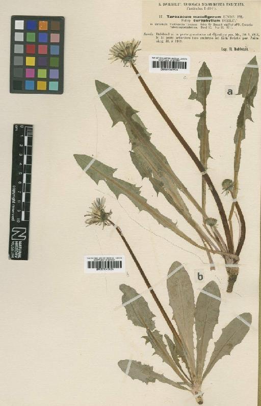 Taraxacum maculigerum subsp. euryphyllum Dahlst. - BM001043524