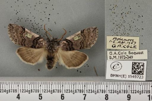 Achlya flavicornis scotica ab. rosea Tutt, 1891 - BMNHE_1549723_239367