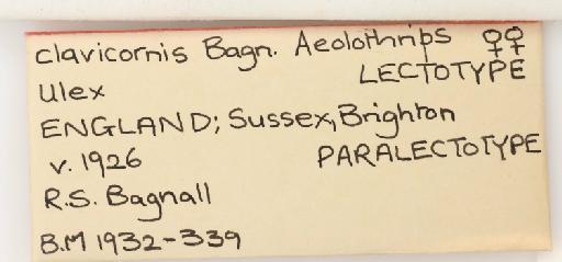 Aeolothrips clavicornis Bagnall, 1934 - 010153153_additional