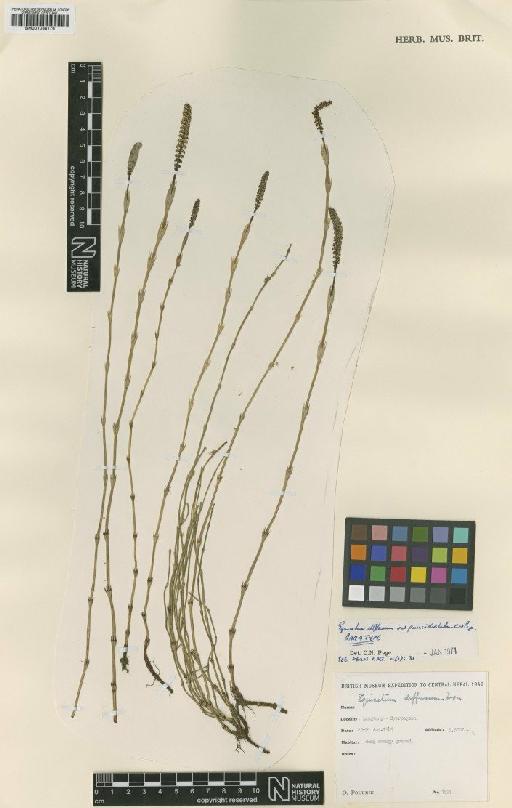 Equisetum diffusum D.Don - BM001038176