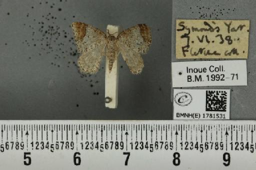 Venusia blomeri (Curtis, 1832) - BMNHE_1781531_364516