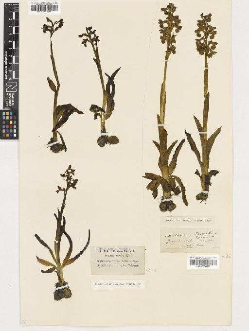 Anacamptis morio (L.) R.M.Bateman, Pridgeon & M.W.Chase - BM001054941