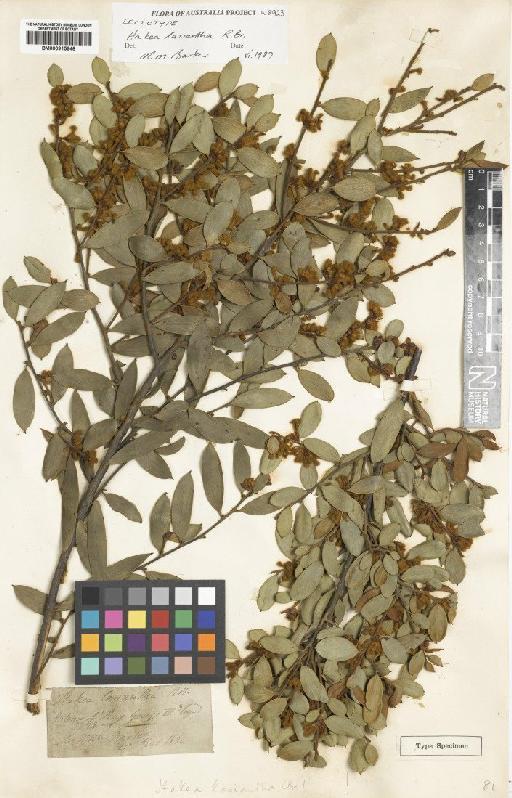 Hakea lasiantha R.Br. - BM000915646