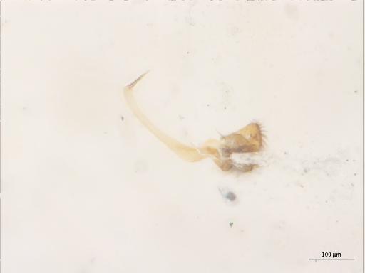 Rymosia thorneae Chandler, 1994 - 010626494_Rymosia_thorneae_HTBMNH238597_gonostylus
