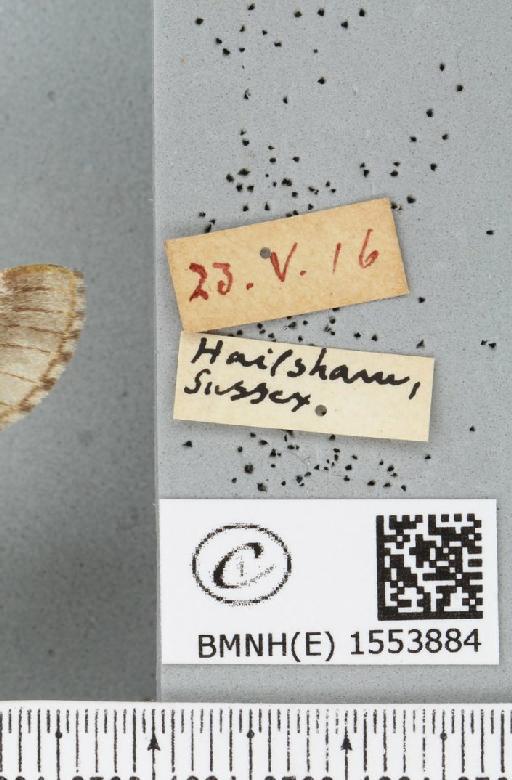 Drymonia ruficornis (Hufnagel, 1766) - BMNHE_1553884_label_243977