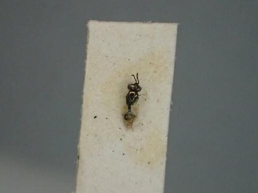 Chrysocharis flacilla (Walker, 1842) - Chrysocharis flacilla (Walker, 1842) NHMUK010198742  5.1347