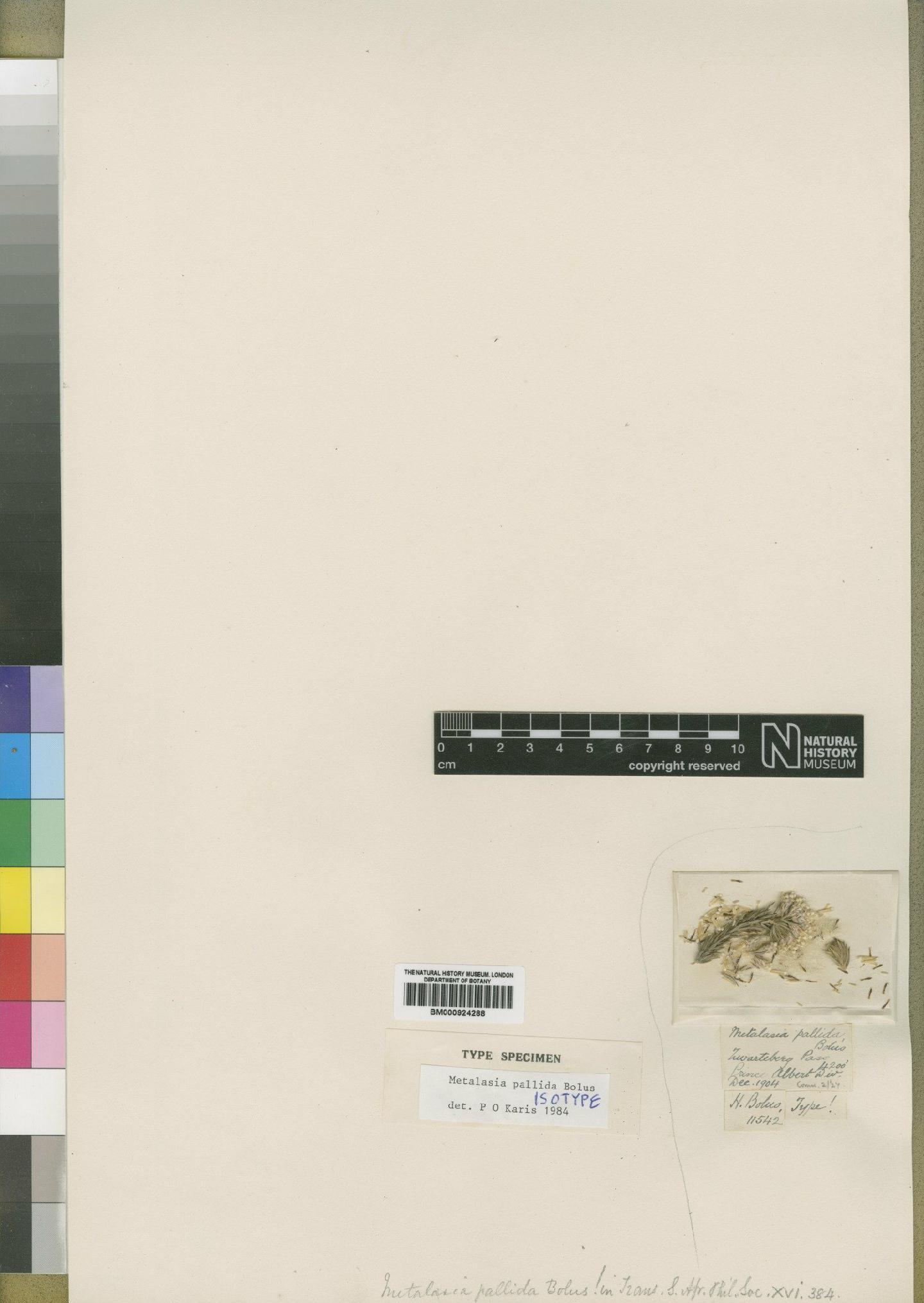 To NHMUK collection (Metalasia pallida Bolus; Isotype; NHMUK:ecatalogue:4529316)