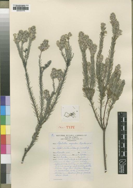 Spatalla argentea Rourke - BM000910724