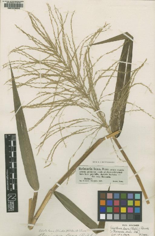 Digitaria laxa (Rchb.) Parodi - BM000630545