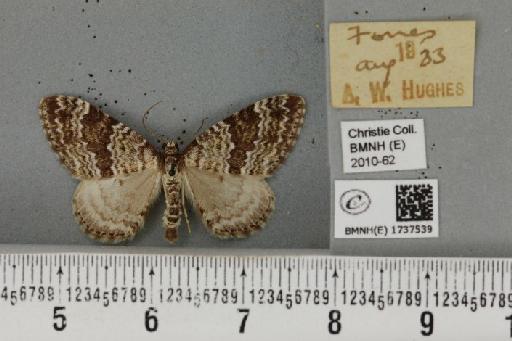 Entephria caesiata caesiata (Denis & Schiffermüller, 1775) - BMNHE_1737539_320081
