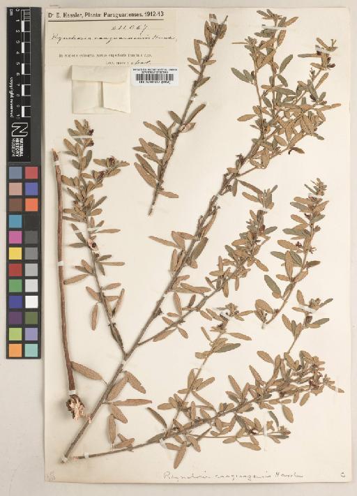 Rhynchosia caaguazuensis Hassl. - BM000538507