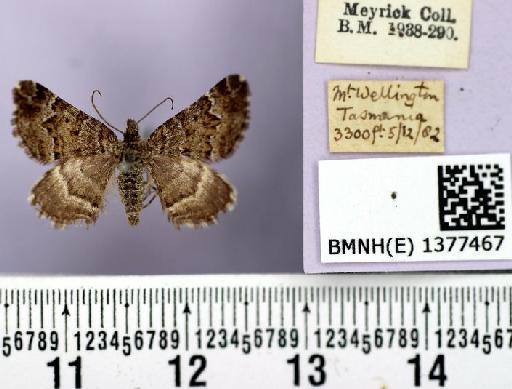 Chrysolarentia decisaria (Walker, 1863) - Chrysolarentia 'decisaria' 1377467 dorsal