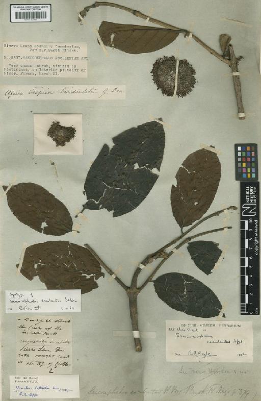 Nauclea latifolia Sm. - BM001172115