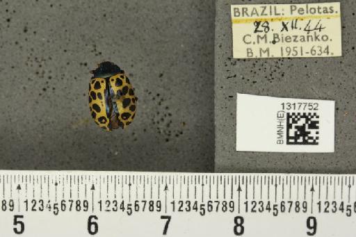 Calligrapha (Calligrapha) polyspila (Germar, 1821) - BMNHE_1317752_17421