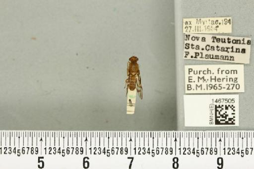 Anastrepha barbiellinii Lima, 1938 - BMNHE_1467505_40356