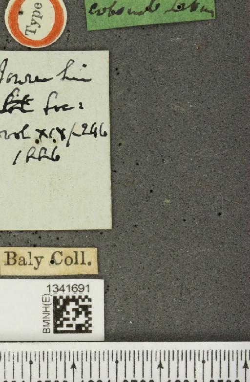 Gynandrobrotica jekelii (Baly, 1886) - BMNHE_1341691_a_label_23555