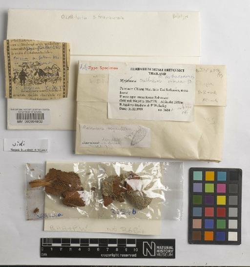 Ocellularia inthanonensis Homchant. & Coppins - BM000004802