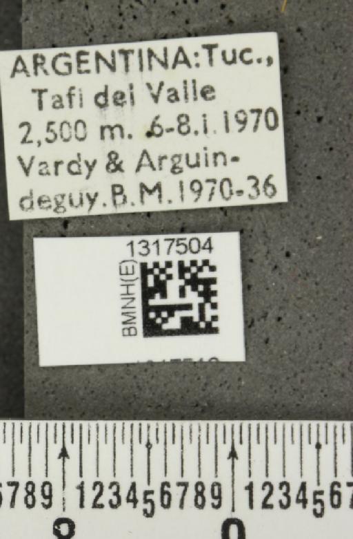 Calligrapha ignara Stål, 1860 - BMNHE_1317504_label_16788