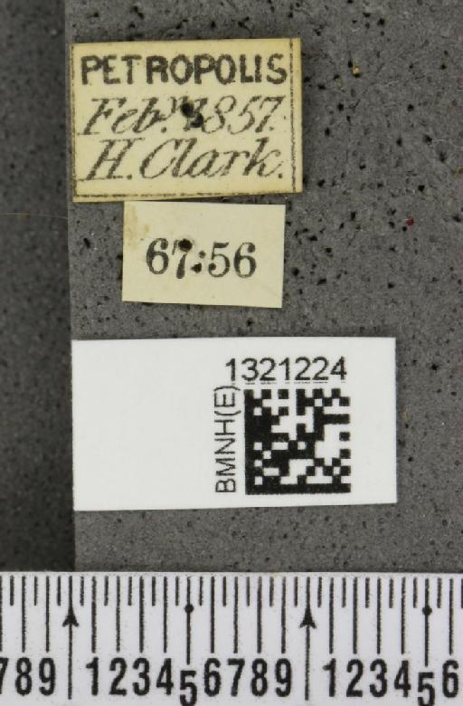 Diabrotica amoena (Dalman, 1823) - BMNHE_1321224_label_19697