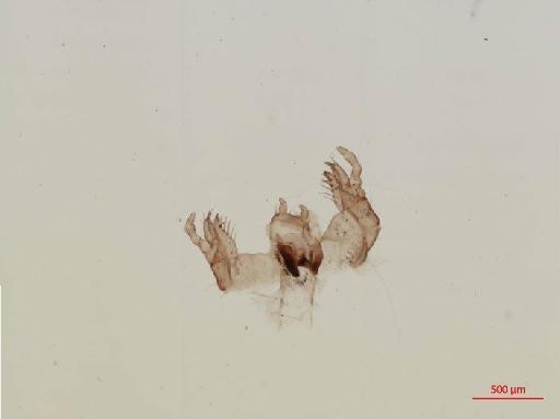 Aphodiinae Leach, 1815 - 010132565__2016_05_25-Scene-1-ScanRegion0