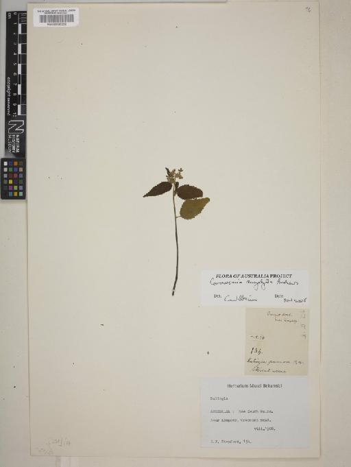 Commersonia dasyphylla Andrews - BM000820222