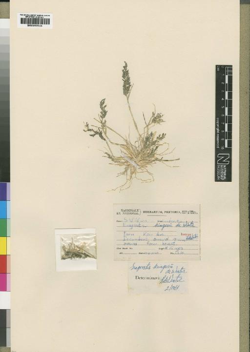 Eragrostis kingesii De Winter - BM000923024