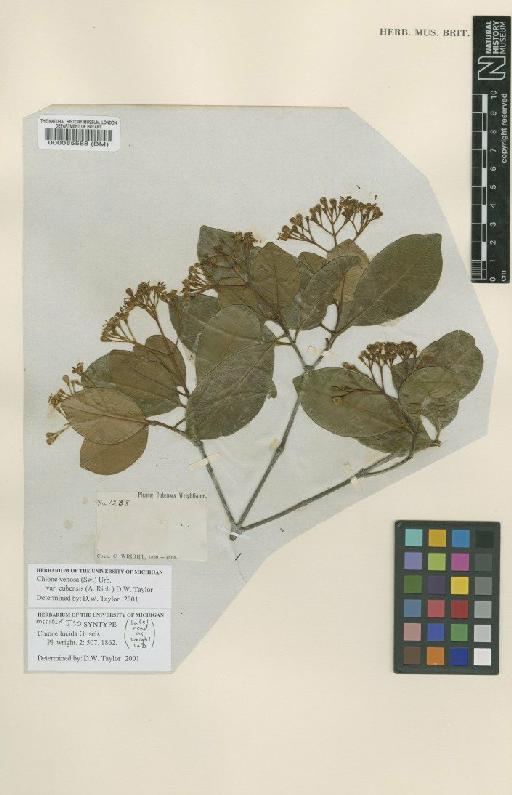 Chione venosa var. cubensis (A.Rich.) Taylor - BM000085568