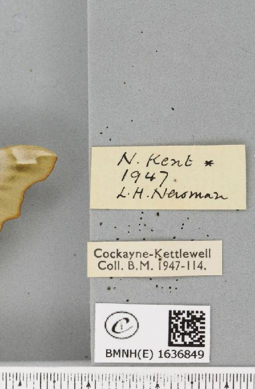 Mimas tiliae ab. discifera Closs, 1917 - BMNHE_1636849_label_205141