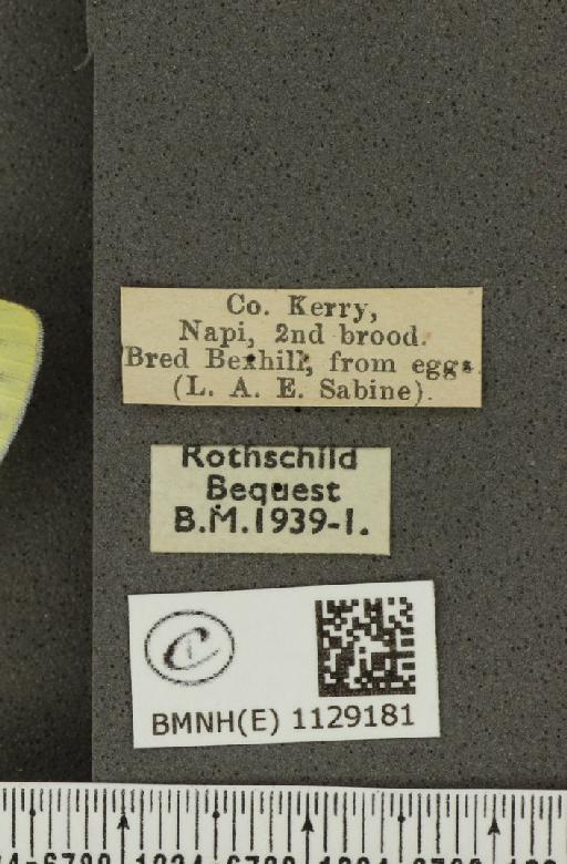 Pieris napi britannica ab. aversomaculata Stach, 1925 - BMNHE_1129181_label_81683