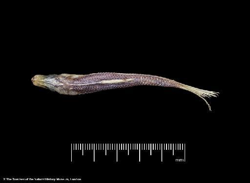 Herklotsichthys lossei Wongratana, 1983 - BMNH 1976.8.19.64-77, PARATYPES, Herklotsichthys lossei c, dorsal