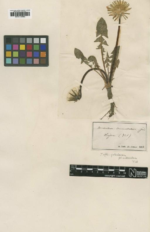 Taraxacum palustre (Lyons) Symons - BM001043553