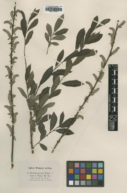 Salix silesiaca Willd. - BM001066867