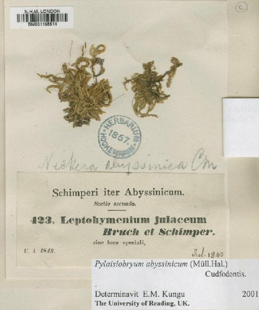 Pylaisiobryum abyssinicum (Müll.Hal.) Cufod. - BM001108514