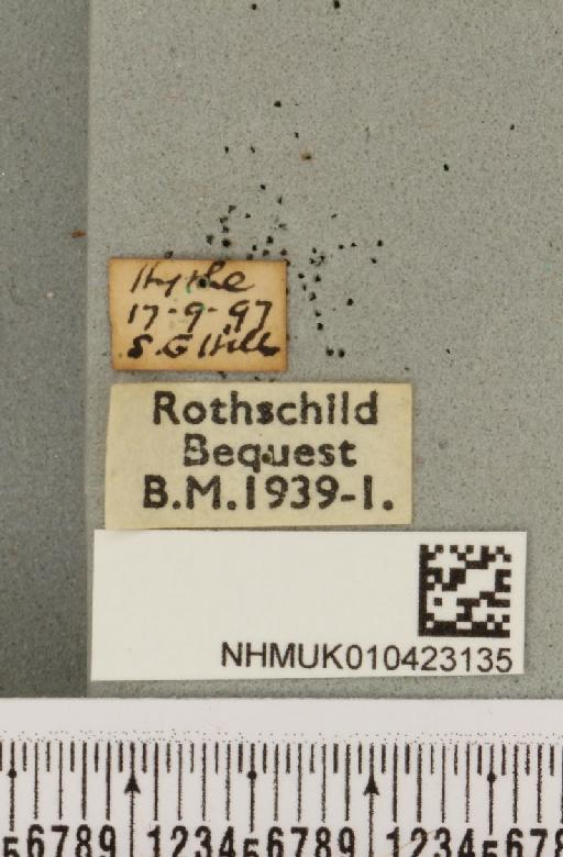 Hypena rostralis (Linnaeus, 1758) - NHMUK_010423135_label_536747