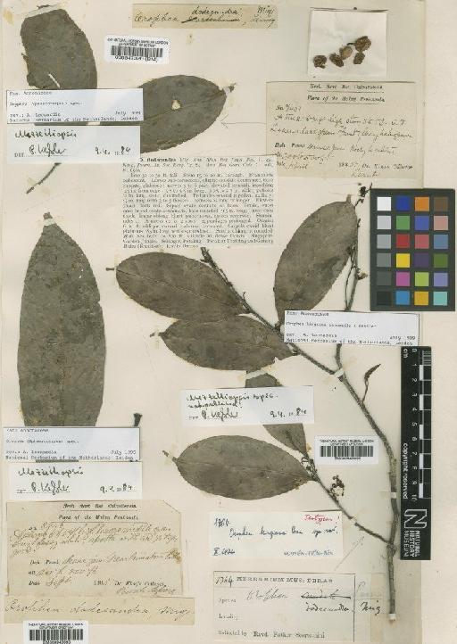 Orophea kingiana Leonardia & Kessler - BM000547320