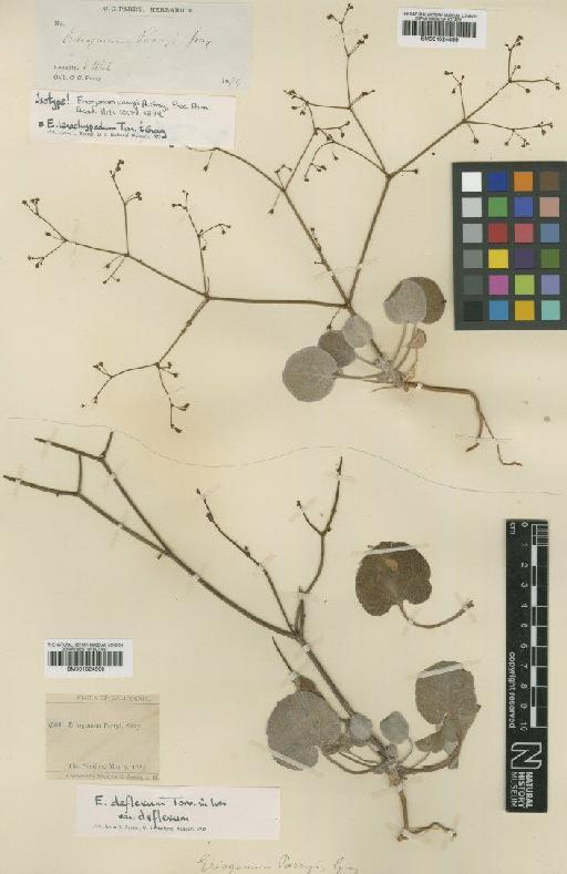 Eriogonum deflexum subsp. parryi (A.Gray) S.Stokes - BM001024499