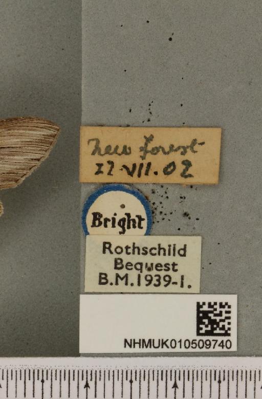 Cucullia umbratica (Linnaeus, 1758) - NHMUK_010509740_label_567445