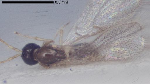 Emargo laverna Quinlan, 1988 - Emargo_laverna-NHMUK010825904-holotype-female-body_dorsal-10_0x