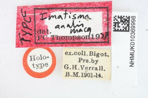 Mallota analis (Macquart, 1846) - Mallota analis HT labels2