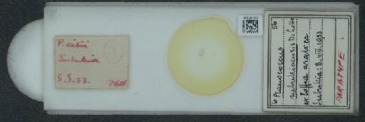 Planococcus kenyae (Le Pelley, 1935) - 010167248_117336_1101316