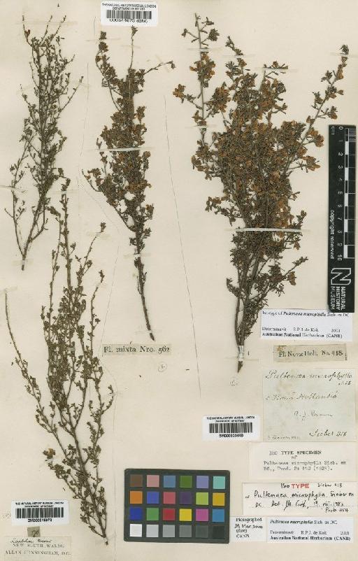 Pultenaea microphylla Sieber ex DC. - BM000833608