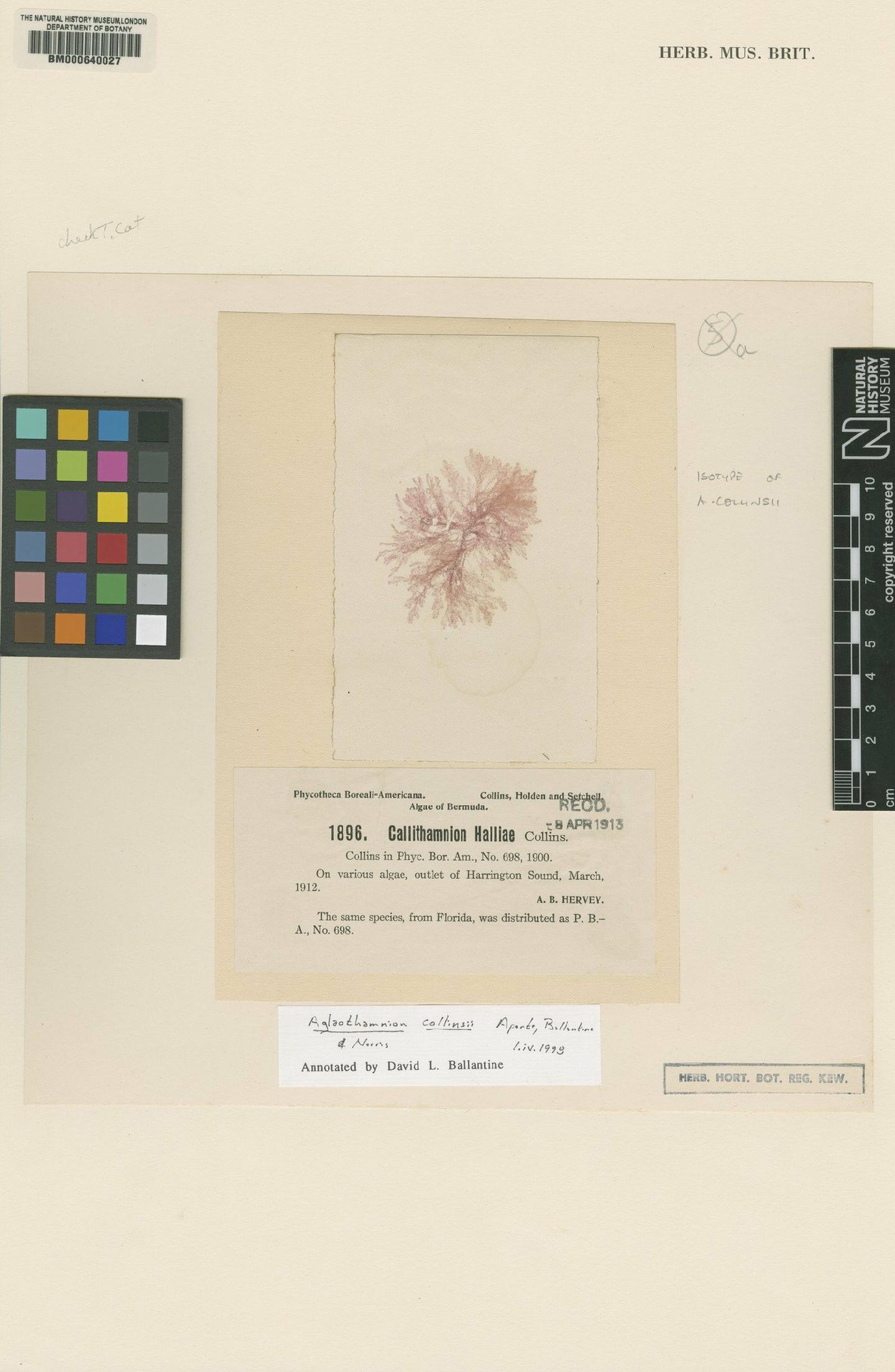 To NHMUK collection (Aglaothamnion collinsii Aponte, J.N.Norris & D.L.Ballantine; Isotype; NHMUK:ecatalogue:4792089)